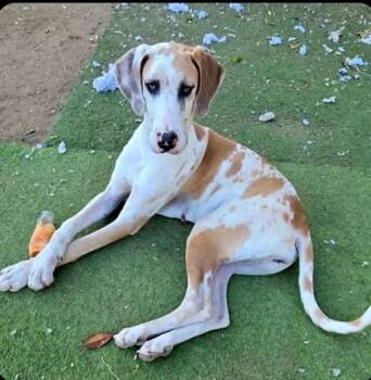 Rescue Great Dane Dogs for Adoption in Severance, Colorado - Lady | PetCurious