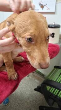 Border Collie and Labrador Retriever Dogs Available for Adoption - Chicken | PetCurious