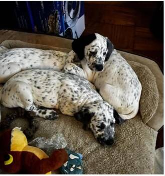 Dottie McDoodle -  Dalmatian and Goldendoodle Dog for Adoption - Dottie McDoodle | PetCurious