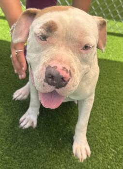 TOOTIE -  Pit Bull Terrier and Mixed Breed Dog for Adoption in Texas City, Texas - TOOTIE | PetCurious