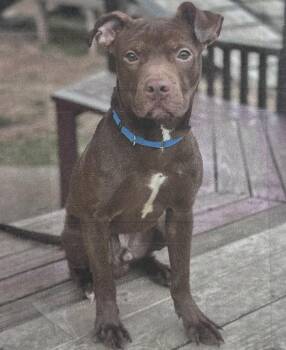 Tootsie Roll Freeport -  Pit Bull Terrier Dog for Adoption in Westbury, New York - Tootsie Roll Freeport | PetCurious