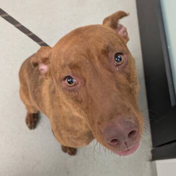Bellona -  Mixed Breed Dog for Adoption in Abilene, Texas - Bellona | PetCurious