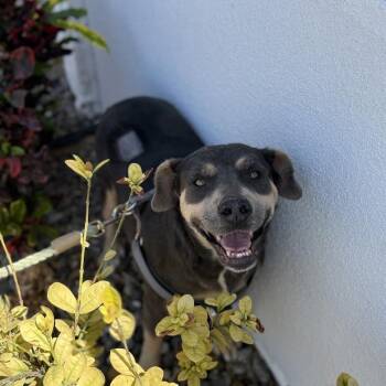 Labrador Retriever Dogs Available for Adoption in Woodstock, Ontario - Ethel | PetCurious
