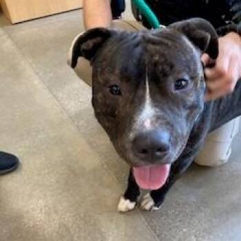 YORK-Stray-16848 -  Pit Bull Terrier Dog for Adoption in York, Pennsylvania - YORK-Stray-16848 | PetCurious