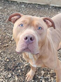 Mixed Breed Dogs Available for Adoption - Haller | PetCurious