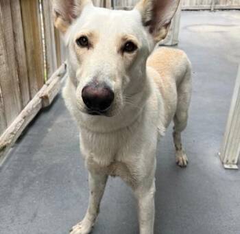 White German Shepherd Dogs Available for Adoption in Plaquemine, Louisiana - Otto | PetCurious