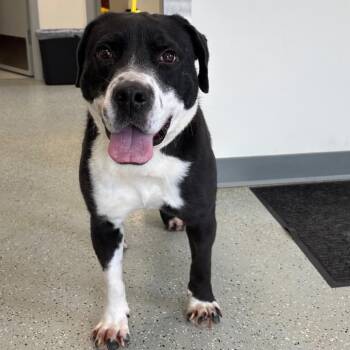 Bud -  Border Collie and Mixed Breed Dog for Adoption in Galax, Virginia - Bud | PetCurious