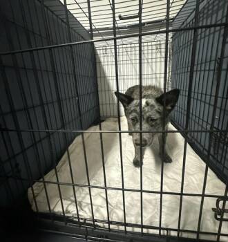 Australian Cattle Dog Blue Heeler Dogs Available for Adoption in Lakewood Ranch, Florida - REESE | PetCurious