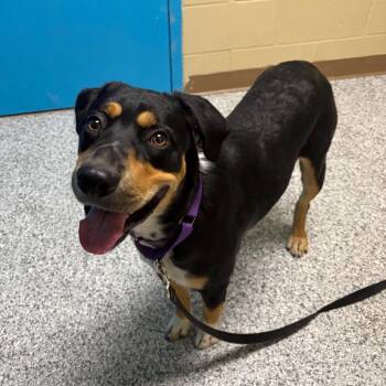 Rocky -  Rottweiler and Australian Cattle Dog Blue Heeler Dog for Adoption in Cheyenne, Wyoming - Rocky | PetCurious