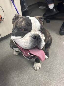 American Bulldog Dogs Available for Adoption - HORCHATA | PetCurious