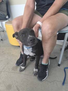 Rescue Mixed Breed Dogs for Adoption in Fort Worth, Texas - 59690576 | PetCurious