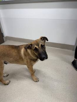 CYRUS -  German Shepherd Dog and Husky Dog for Adoption in Baytown, Texas - CYRUS | PetCurious