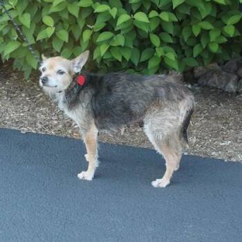 Nella -  Yorkshire Terrier and Mixed Breed Dog for Adoption in Elk Grove Village, Illinois - Nella | PetCurious