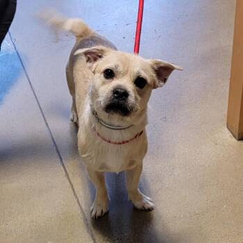 Knuckles Santini -  Terrier and Mixed Breed Dog for Adoption in Baltimore, Maryland - Knuckles Santini | PetCurious
