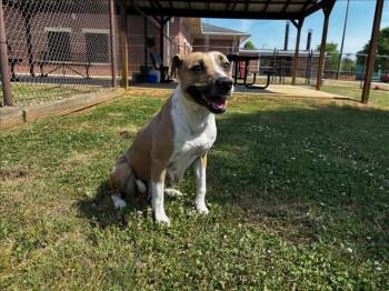 Pit Bull Terrier and Mixed Breed Dogs Available for Adoption in Grovetown, Georgia - EMMIE | PetCurious