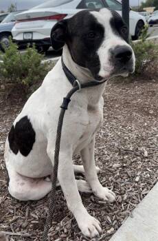 MR DOGTOR PROFESSOR -  Pit Bull Terrier Dog for Adoption in Indianapolis, Indiana - MR DOGTOR PROFESSOR | PetCurious