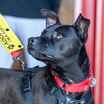 Rescue Mixed Breed Dogs for Adoption in Durham, North Carolina - Jet | PetCurious