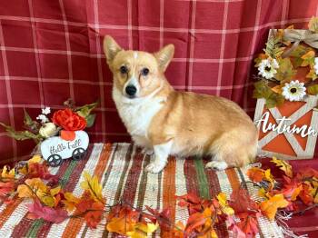 Rescue Corgi Dogs for Adoption in Peebles, Ohio - Silvia | PetCurious