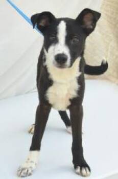 Paprika -  Border Collie and Mixed Breed Dog for Adoption in Kansas City, Missouri - Paprika | PetCurious