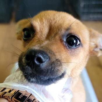 Yum yum FKA Skittles -  Mixed Breed Dog for Adoption in Leander, Texas - Yum Yum FKA Skittles | PetCurious