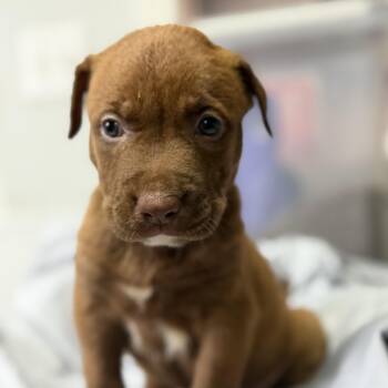 Cookie Butter -  Pit Bull Terrier Dog for Adoption in Columbia, South Carolina - Cookie Butter | PetCurious