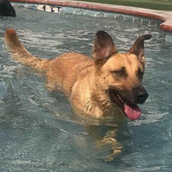 LILY GS -  German Shepherd Dog Dog for Adoption in Lucas, Texas - LILY GS | PetCurious