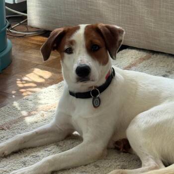 Brewster -  Mixed Breed Dog for Adoption in New York, New York - Brewster | PetCurious