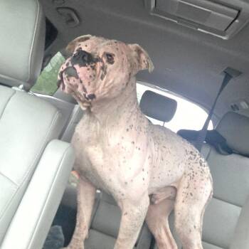 Kanine -  American Bulldog Dog for Adoption in Chico, California - Kanine | PetCurious