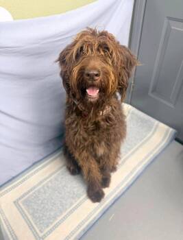 Aramis -  Labradoodle and German Wirehaired Pointer Dog for Adoption in Aurora, Colorado - Aramis | PetCurious