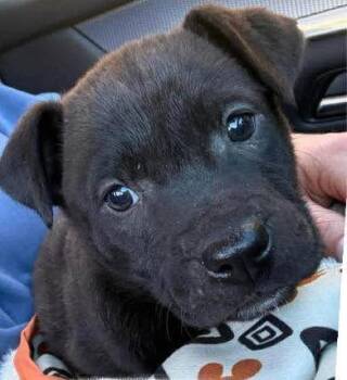 Labrador Retriever Dogs Available for Adoption - Izzy | PetCurious