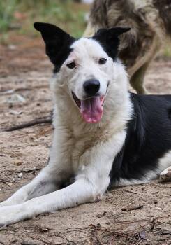 Rescue Border Collie Dogs for Adoption in Nokomis, Florida - Bandit | PetCurious