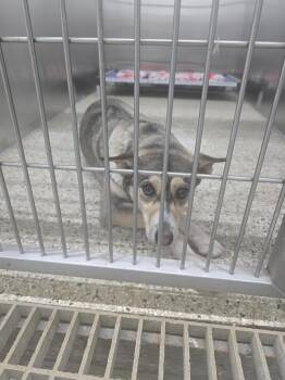 Catahoula Leopard Dog and Husky Dogs Available for Adoption in Glenfield, New York - Akira | PetCurious