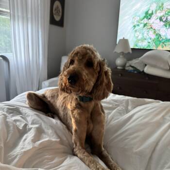 Goldendoodle Dogs Available for Adoption in Spring Hill, Tennessee - Honey  | PetCurious
