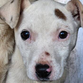 Terrier Dogs Available for Adoption - Beignet | PetCurious
