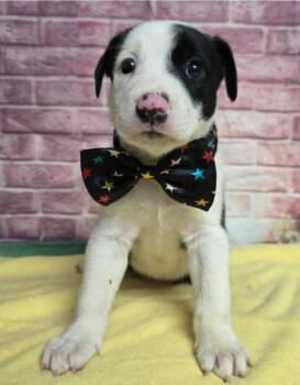 Sparkler -  Border Collie Dog for Adoption in Sedalia, Colorado - Sparkler | PetCurious