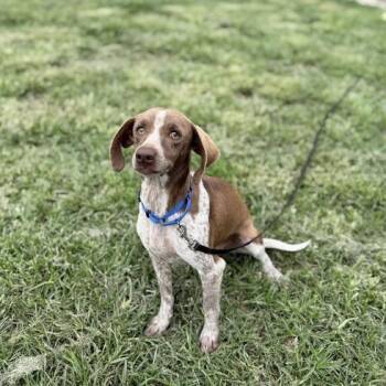 Deci -  Dachshund and Terrier Dog Available for Adoption in Carencro, Louisiana - Deci | PetCurious