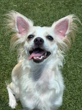 Himari~FOSTER or FOSTER TO ADOPT NEEDED -  Chihuahua Dog for Adoption in Minneapolis, Minnesota - Himari~FOSTER Or FOSTER TO ADOPT NEEDED | PetCurious
