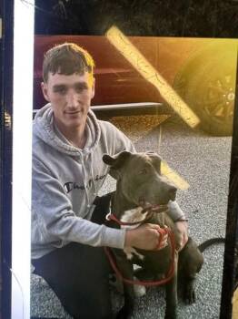 Bonnie -  Pit Bull Terrier and Mixed Breed Dog for Adoption in Kansas City, Missouri - Bonnie | PetCurious