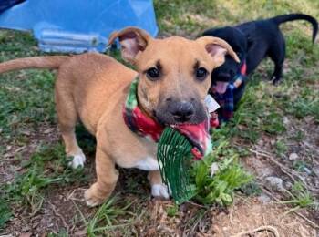 Pit Bull Terrier and Dachshund Dogs Available for Adoption in Crescent City, Florida - Frank Sinatra | PetCurious