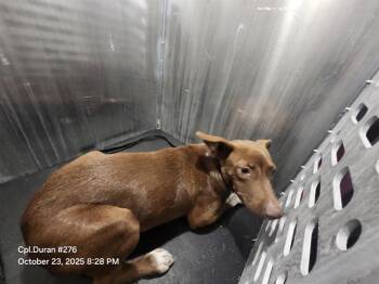 Rescue Terrier Dogs for Adoption in San Antonio, Texas - CHIQUIS | PetCurious