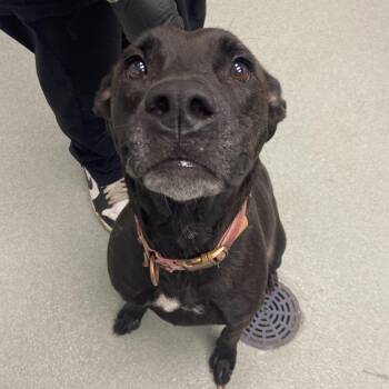 Mixed Breed Dogs Available for Adoption in Abilene, Texas - Molly | PetCurious