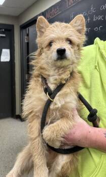 Cairn Terrier Dogs Available for Adoption - Wuschel | PetCurious