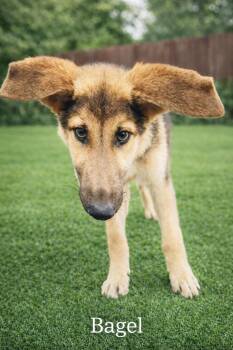 German Shepherd Dog Dogs Available for Adoption in Lucas, Texas - Bagel | PetCurious