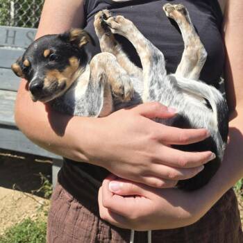 George -  Australian Cattle Dog Blue Heeler Dog for Adoption in Blair, Wisconsin - George | PetCurious