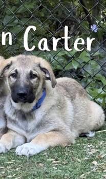 Great Pyrenees and Shepherd Dogs Available for Adoption in Kannapolis, North Carolina - Carter | PetCurious