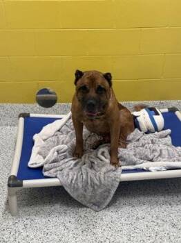 JACKSON -  Bullmastiff and Mixed Breed Dog for Adoption in Atlanta, Georgia - JACKSON | PetCurious