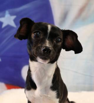 Rescue Chihuahua Dogs for Adoption in Richmond, Texas - Bramble | PetCurious