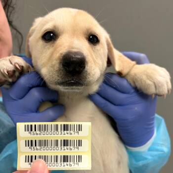 Hasta -  Mixed Breed Dog for Adoption in Charleston, West Virginia - Hasta | PetCurious