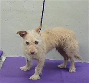 A2092754 -  Cairn Terrier and Mixed Breed Dog for Adoption in Houston, Texas - A2092754 | PetCurious