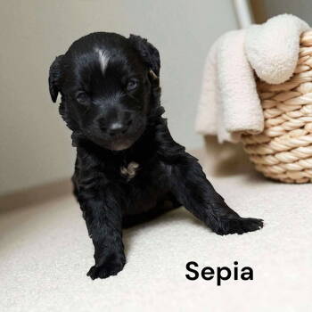 Rescue Border Collie and Labrador Retriever Dogs for Adoption in Gilberts, Illinois - Sepia | PetCurious